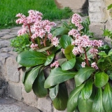 Razlozi zašto bergenija ne cvjeta i šta učiniti